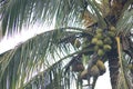 Coconut Tree In Sri Lanka Village